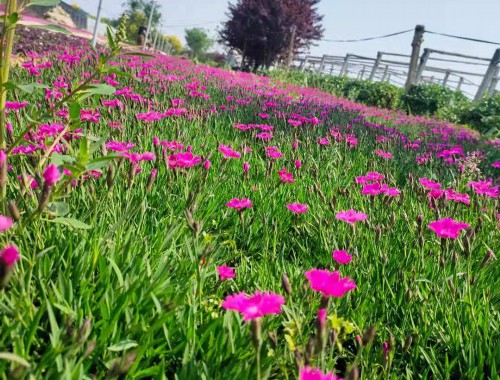 廊坊市政绿化种植土单价