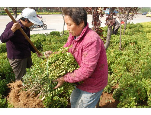 安庆绿化草皮基地